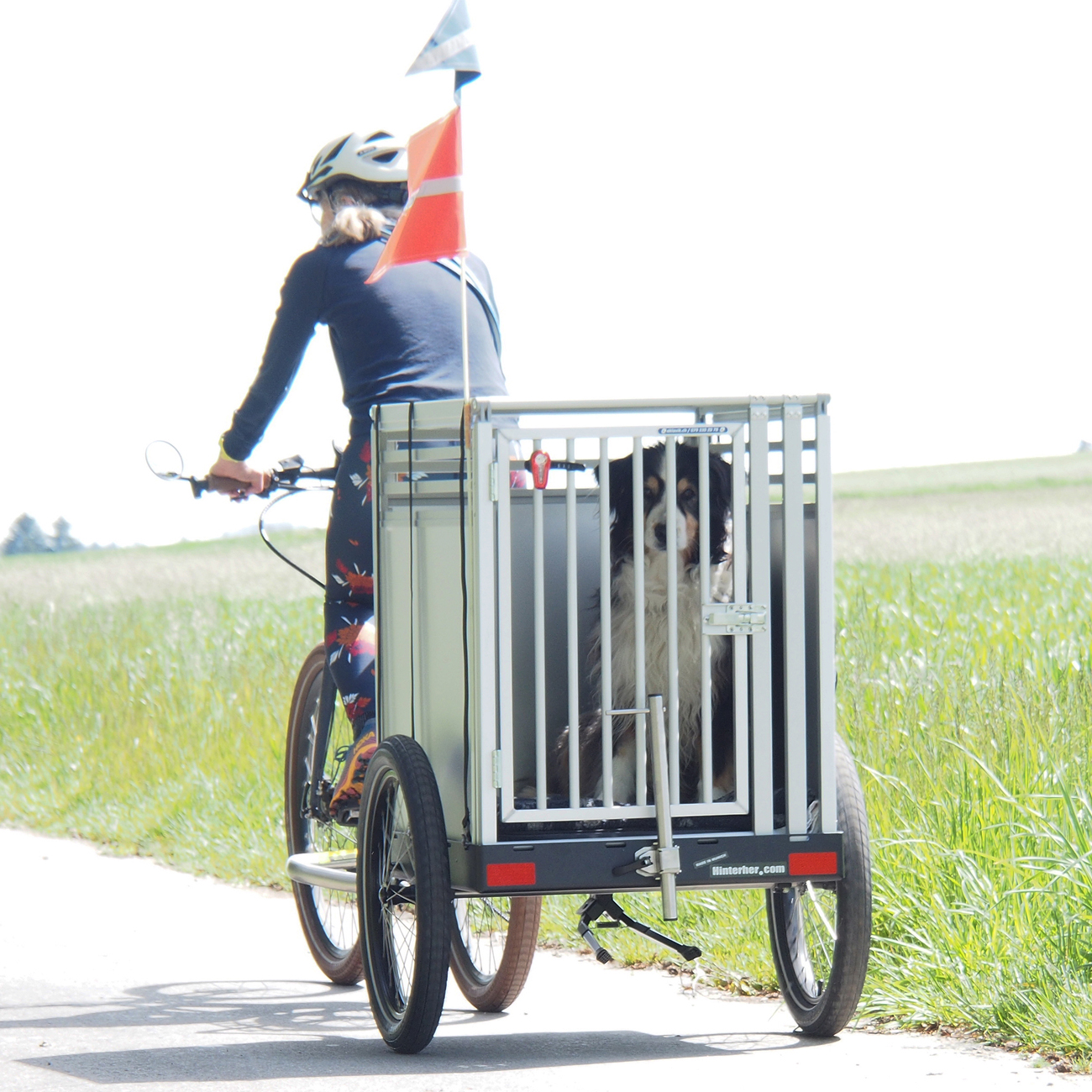 Ein Hinterher Fahrradanhänger transportiert einen großen Hund in einer passgenauen Transportbox aus Aluminium